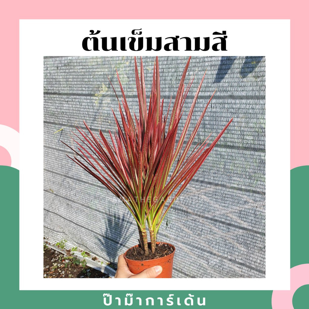 ต้นเข็มสามสี 3 ต้น