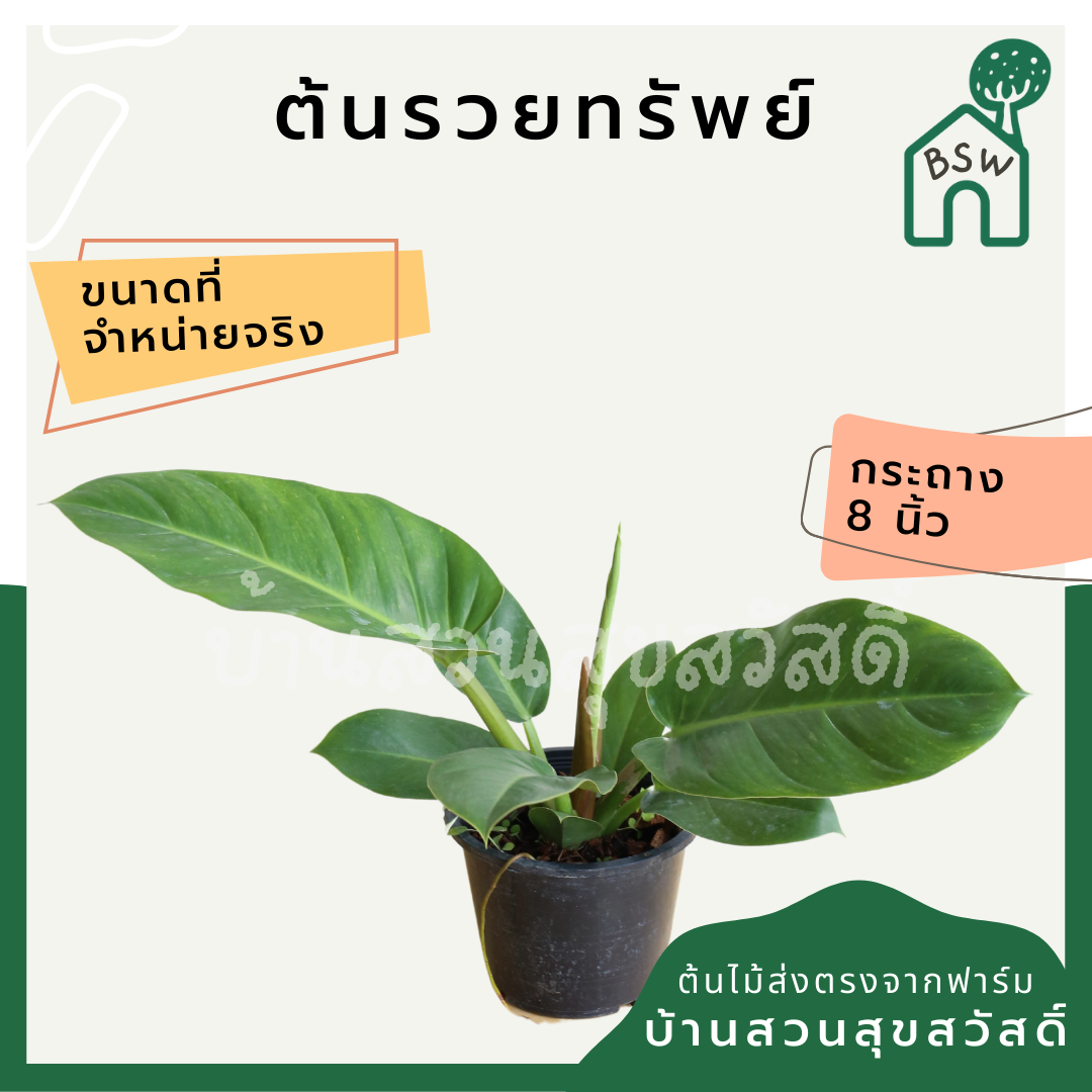 รวยทรัพย์ (Philodendron 'Ruay Sap') ไม้มงคลในกระถางพร้อมตั้ง