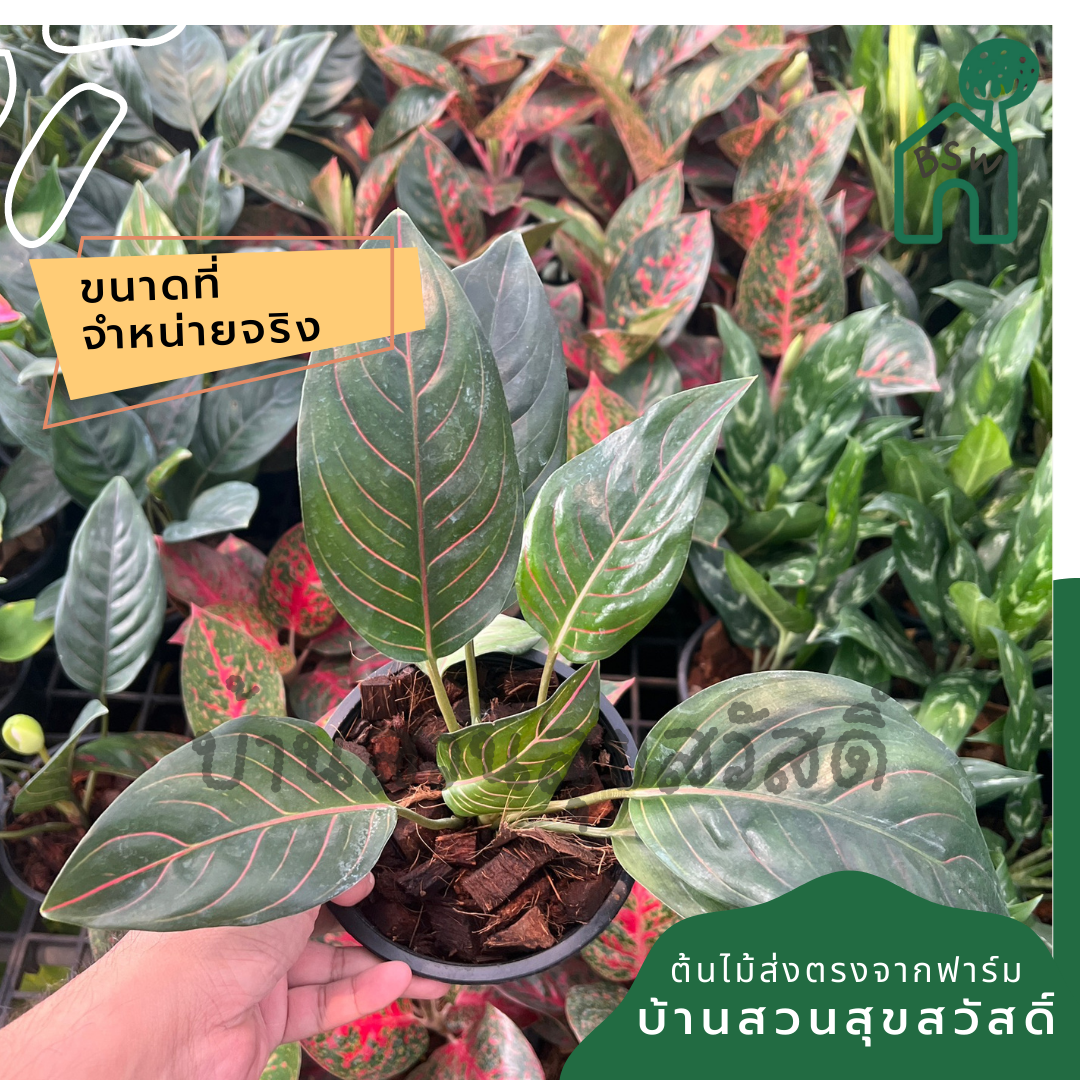 อโกลนีมาโพธิ์มงคล (Aglaonema 'Pho Monkhon') ไม้มงคลในกระถาง 5 นิ้ว