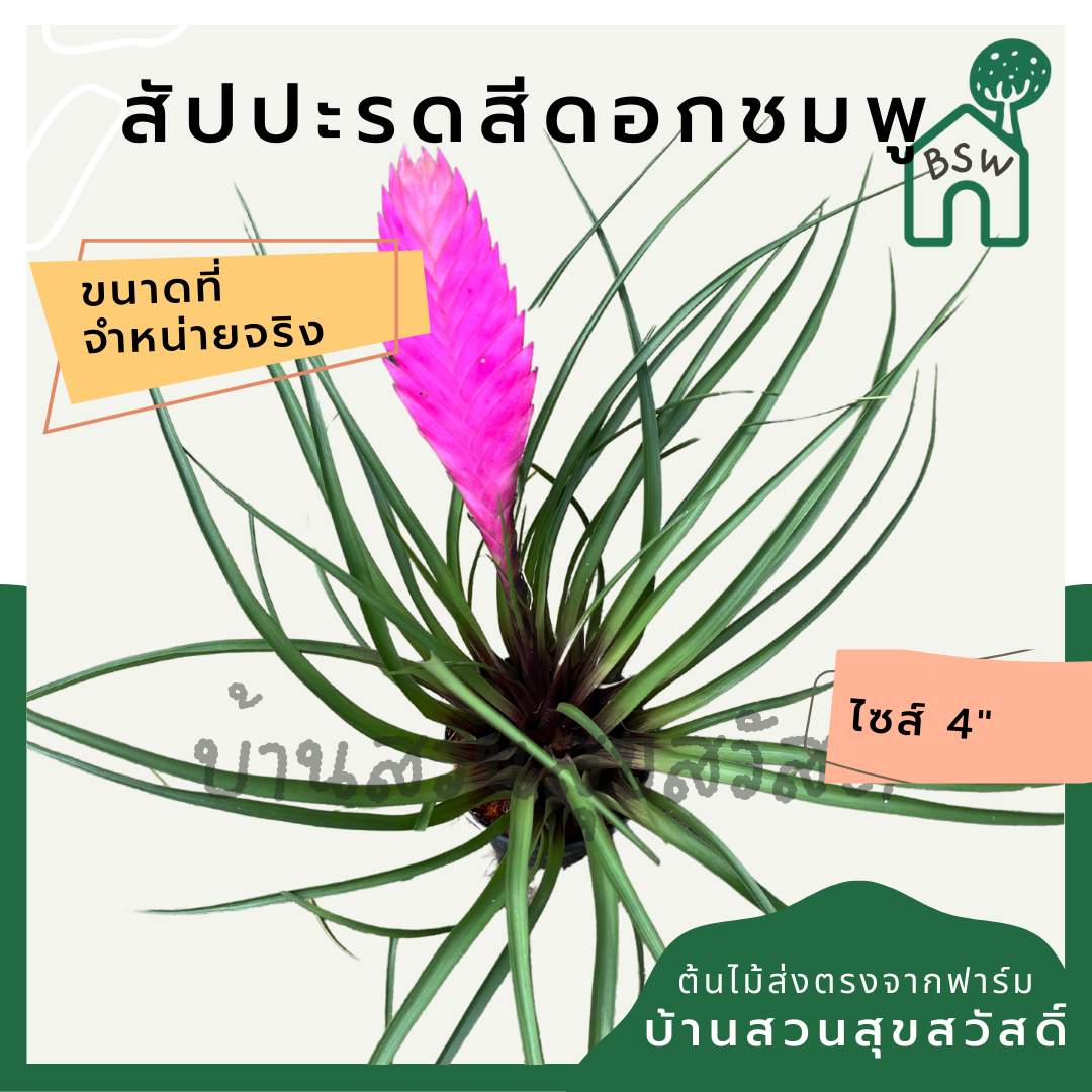 สับปะรดสีดอกชมพู (Neoregelia) ไม้ประดับใบสวยในกระถาง 4 นิ้ว