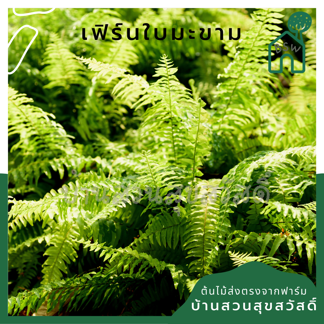 เฟิร์นมะขามสีทอง (Nephrolepis Cordifolia 'Duffii') เฟิร์นในกระถาง 5 นิ้ว