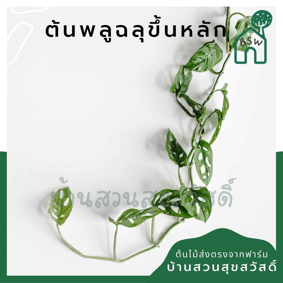 พลูฉลุไต่เสา (Monstera Adansonii) ไม้ฟอกอากาศในกระถางพร้อมตั้ง