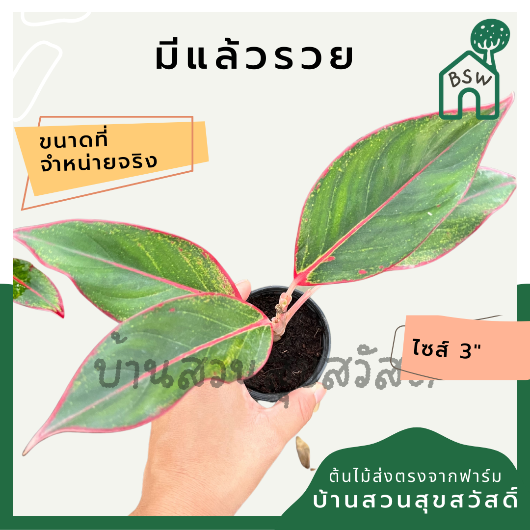 มีแล้วรวย ในกระถาง 3 นิ้ว ต้นไม้มงคล มาในกระถางพร้อมตั้ง