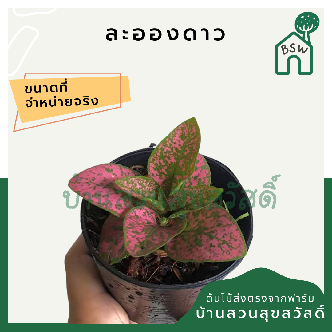 ละอองดาว (Breynia Disticha) ไม้ใบด่างสวยในกระถางพร้อมตั้ง