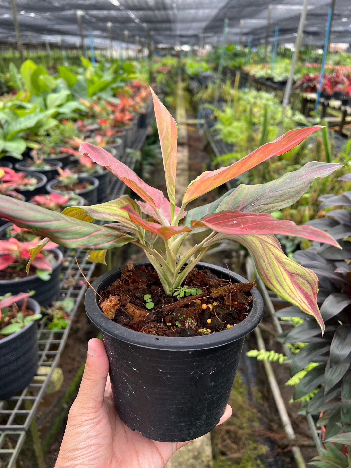 ขันหมากราชาแดง (Aglaonema red vein)
