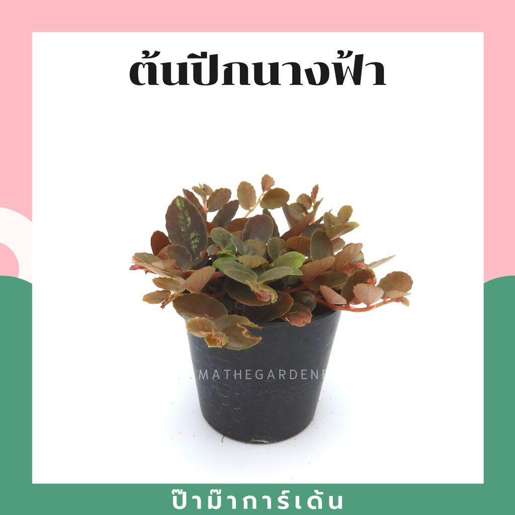 ต้นไม้มงคล ไม้ฟอกอากาศ ต้นใหญ่ รากแน่น ต้นไม้เสริมดวง