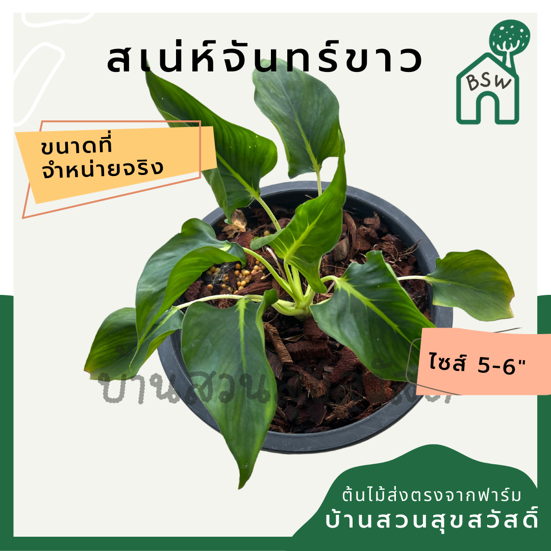 เสน่ห์จันทร์ขาว (Homalomena 'Saneh Chan Khao') ไม้มงคลในกระถางพร้อมตั้ง