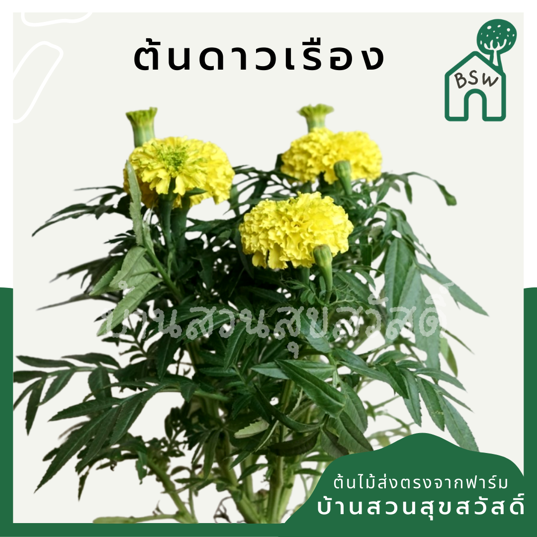 ดาวเรือง (Tagetes Erecta) ไม้ดอกมงคลในกระถาง 5 นิ้ว