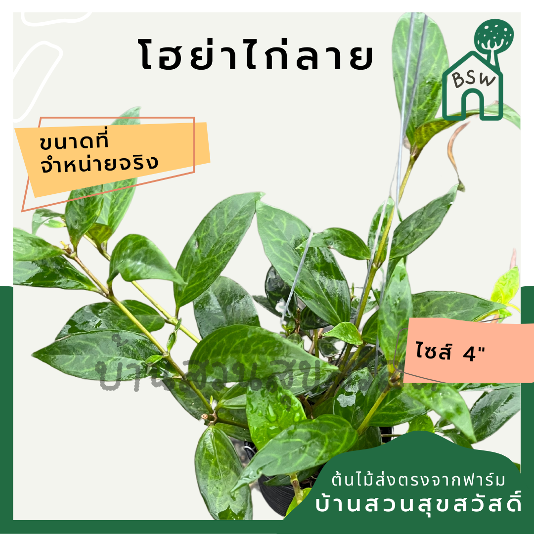 โฮย่าไก่ลาย โฮย่า ไก่ลาย มาในกระถางพร้อมตั้ง ไม้รำไรออกดอกสวย ออกดอกเก่ง