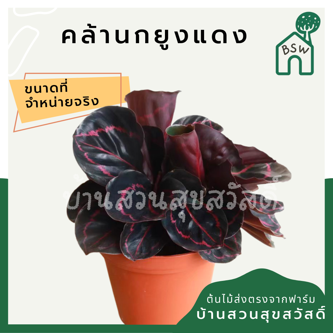 คล้านกยูงแดง (Calathea Roseopicta) ไม้ใบสวยในกระถางพร้อมตั้ง