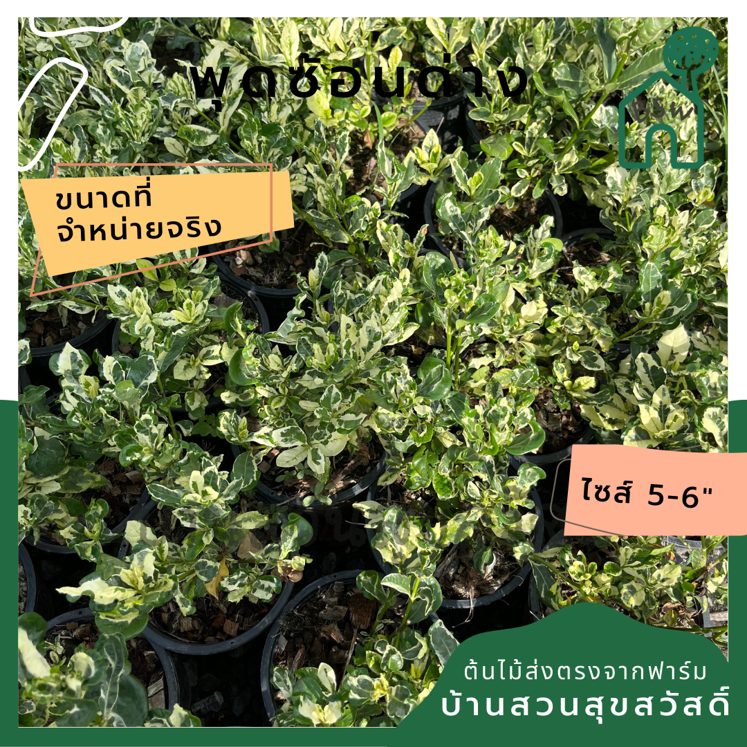 พุดซ้อนด่าง กระถาง 5-6 นิ้ว ต้นพุดซ้อนด่าง เป็นไม้แดด ใบสีด่างสวย