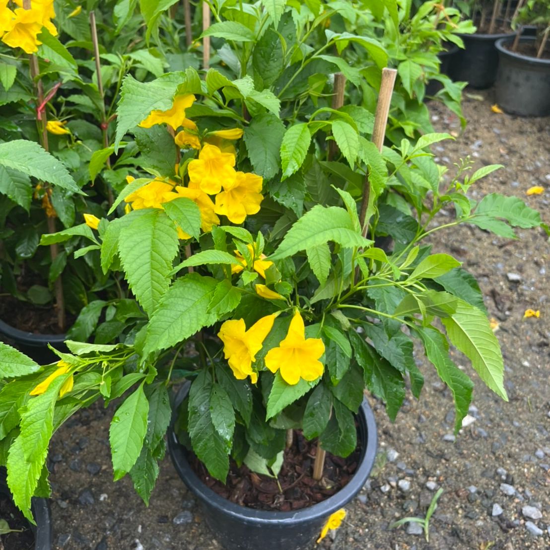 ทองอุไร (Tecoma Stans) ไม้ดอกออกแดดในกระถาง 8 นิ้ว