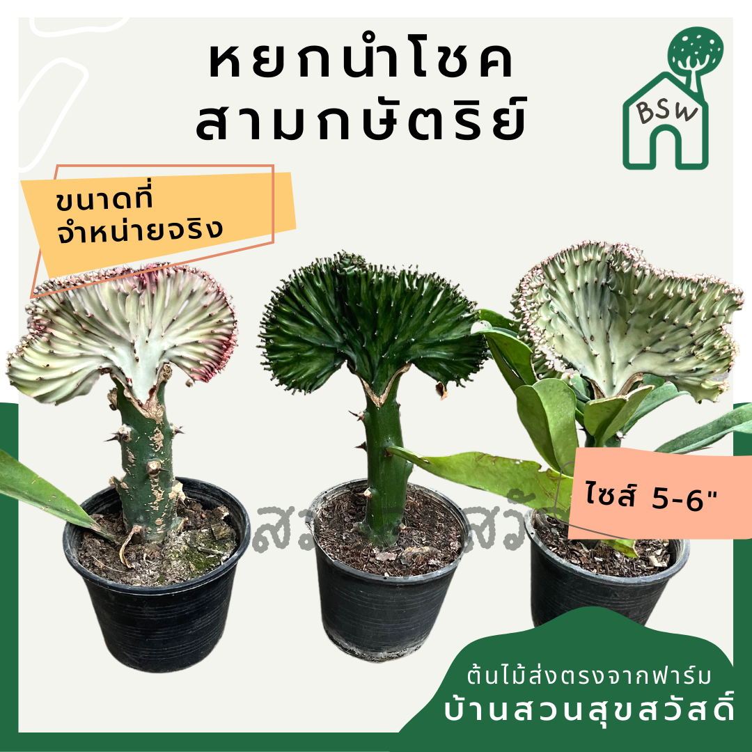 หยกสามกษัตริย์ กระถาง 6 นิ้ว เป็นไม้แดด ทนแล้งได้ดี