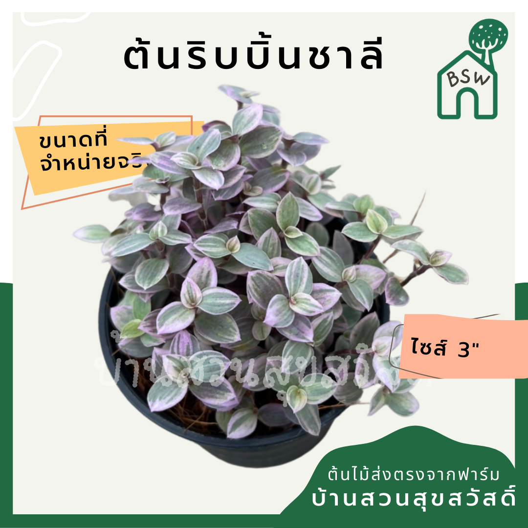 ริบบิ้นชาลี (Callisia Repens) ไม้แขวนในกระถาง 3 นิ้ว