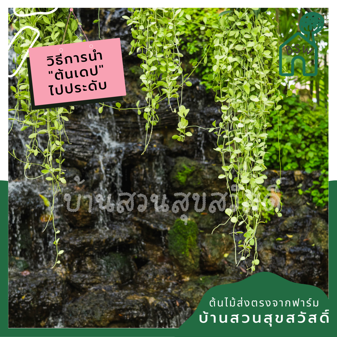 ต้นเดป กระถาง 4 นิ้ว พร้อมลวดแขวน เป็นชุด 10 ต้น