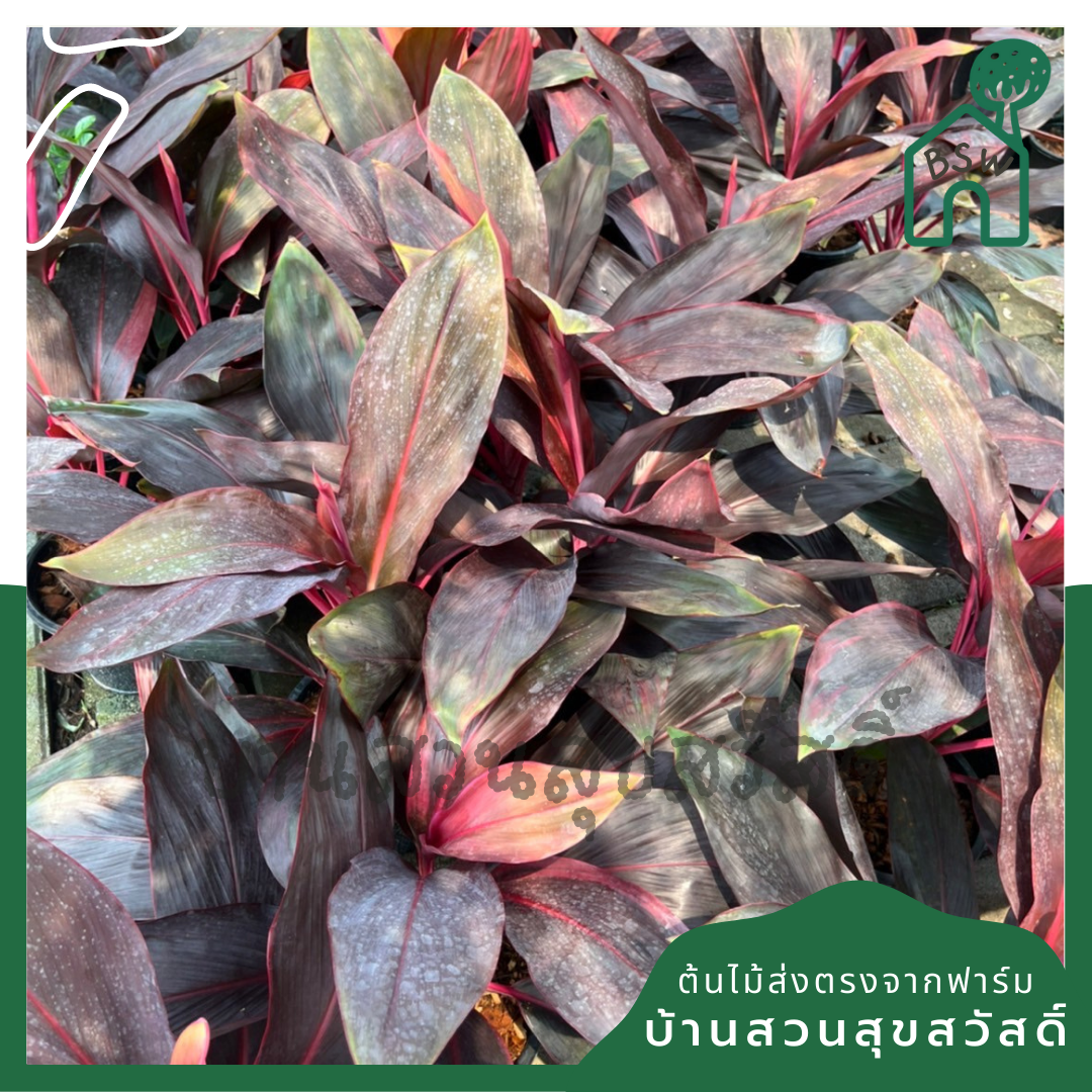แดงทับทิมสยาม (Cordyline Fruticosa) ไม้มงคลในกระถาง 11 นิ้ว