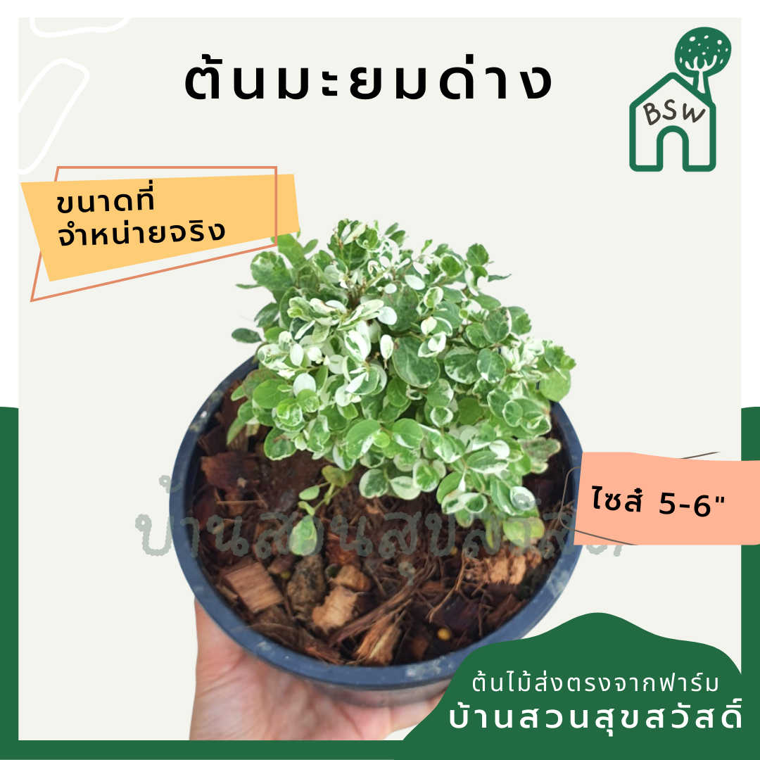 มะยมด่าง (Phyllanthus Emblica) ไม้แดดในกระถางพร้อมตั้ง