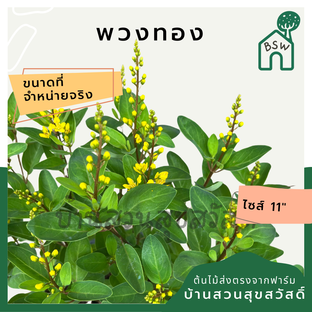 ต้นพวงทอง กระถาง 8 นิ้ว ออกดอกสวยทั้งปี