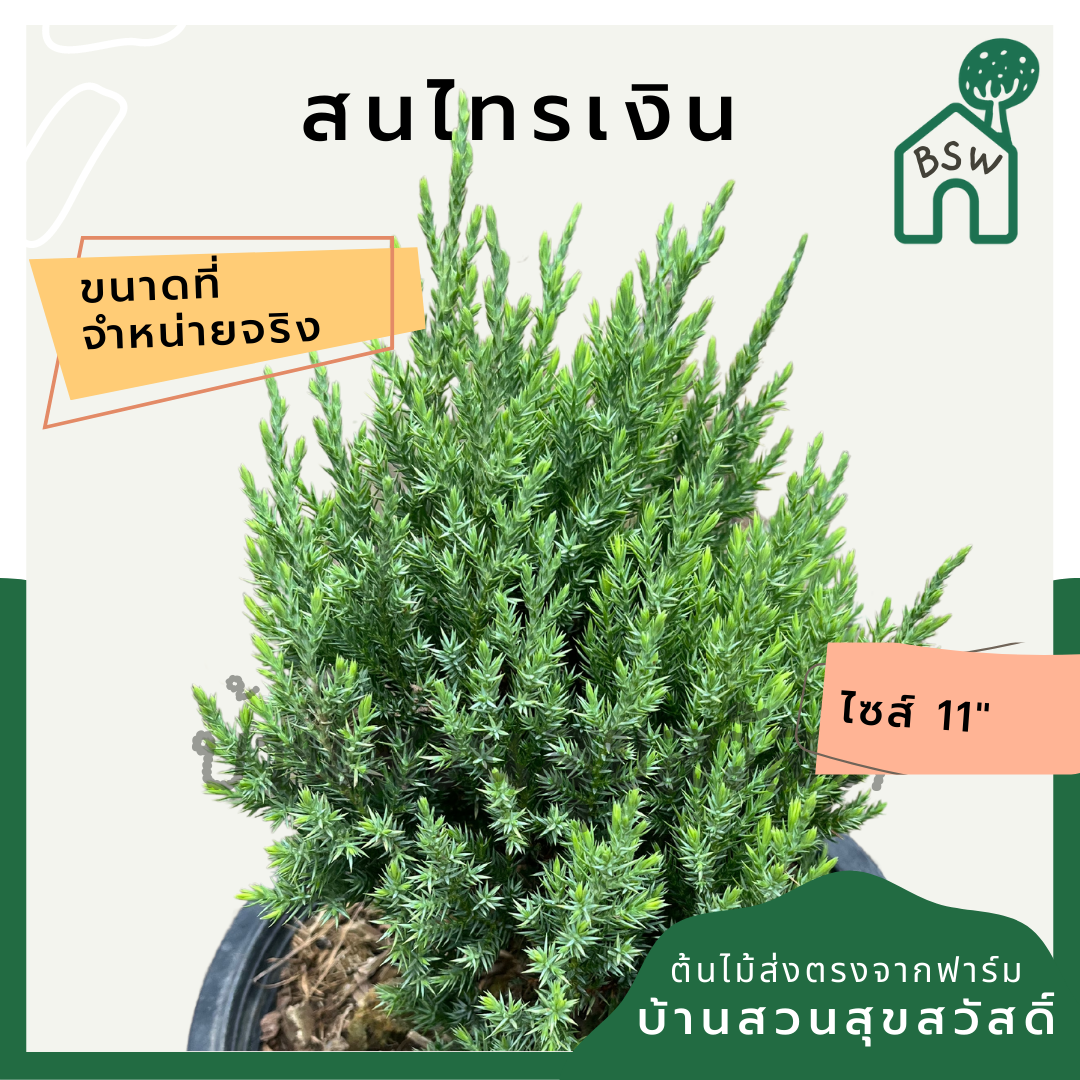สนไทรเงิน กระถาง 11 นิ้ว ต้นสนไทรเงิน เป็นไม้แดด ไม้แต่งสวนสไตล์อังกฤษ