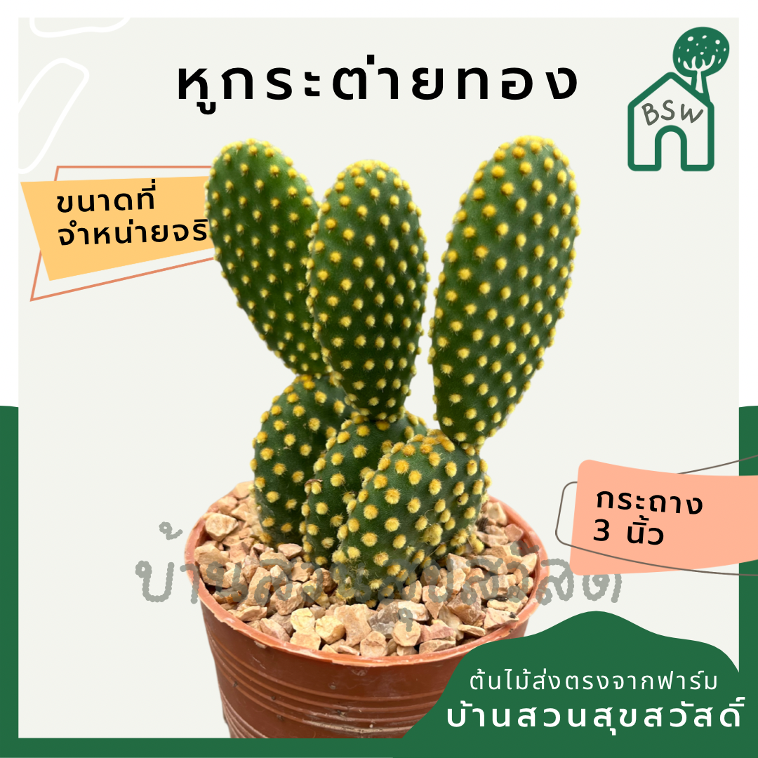 แคคตัสหูกระต่ายทอง (Opuntia Microdasys) กระบองเพชรในกระถางพร้อมตั้ง