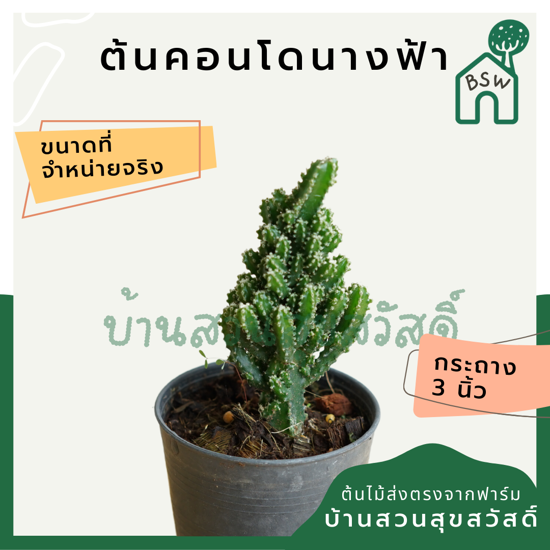 คอนโดนางฟ้า (Cereus Peruvianus) กระบองเพชรทรงสวย
