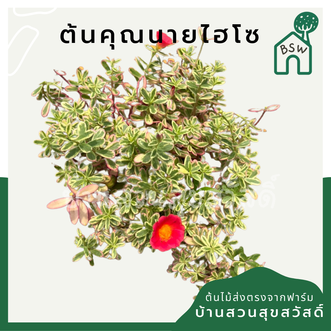 คุณนายตื่นสายไฮโซ (Portulaca Oleracea 'Variegata') ไม้ดอกในกระถาง 5-6 นิ้ว