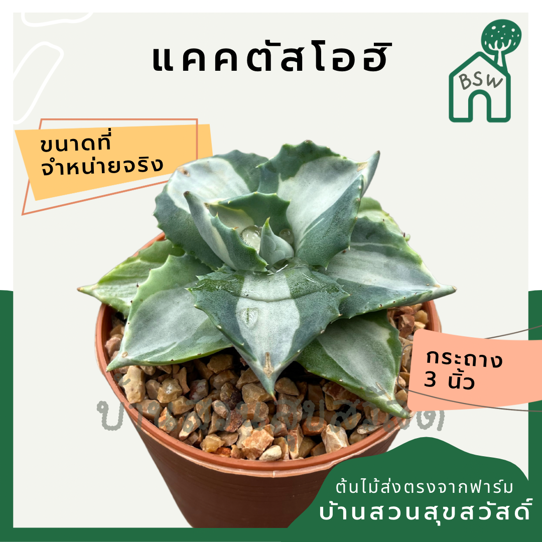 แคคตัสโอฮิ กระบองแคคตัสโอฮิ (Cereus Peruvianus) กระบองเพชรในกระถางพร้อมตั้ง