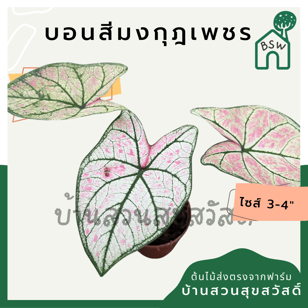 บอนสีมงกุฎเพชร (Caladium) ไม้มงคลในกระถางพร้อมตั้ง - Pamathegardener