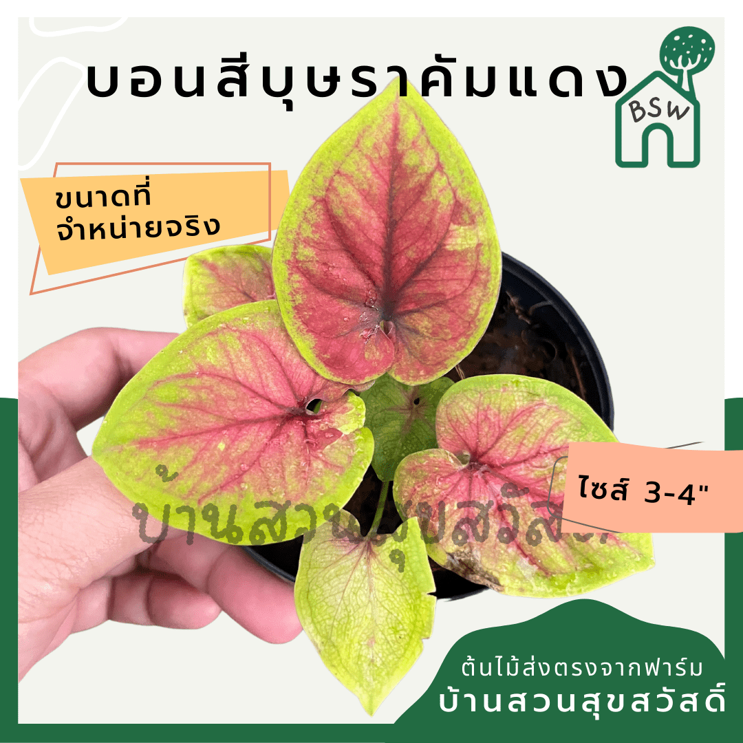 บอนสีบุษราคัมแดง (Caladium) ไม้มงคลในกระถางพร้อมตั้ง - Pamathegardener