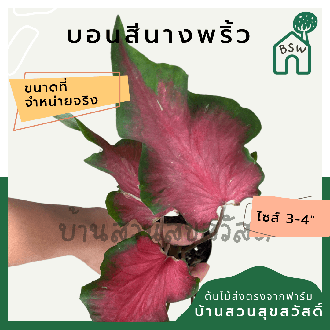 บอนสีนางพริ้ว (Caladium) ไม้มงคลในกระถางพร้อมตั้ง - Pamathegardener