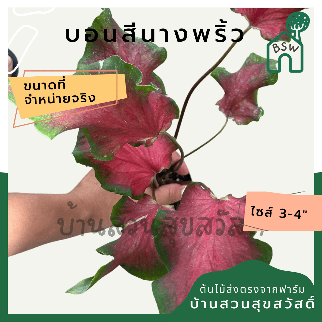 บอนสีนางพริ้ว (Caladium) ไม้มงคลในกระถางพร้อมตั้ง - Pamathegardener