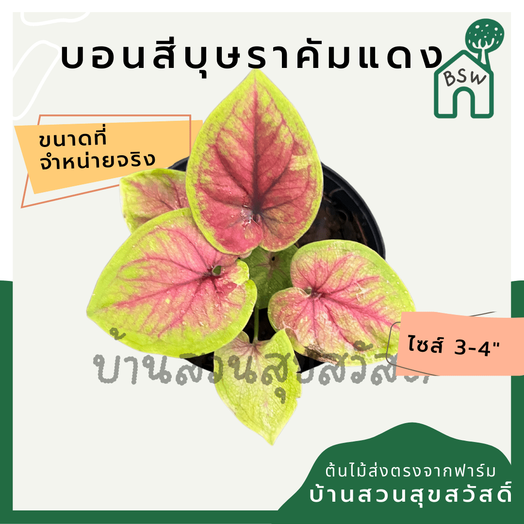 บอนสีบุษราคัมแดง (Caladium) ไม้มงคลในกระถางพร้อมตั้ง - Pamathegardener