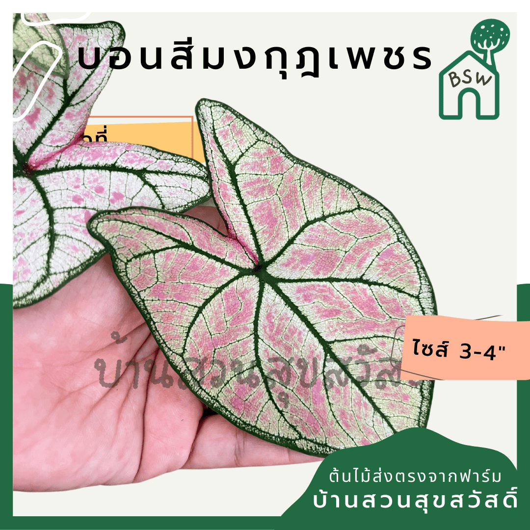 บอนสีมงกุฎเพชร (Caladium) ไม้มงคลในกระถางพร้อมตั้ง - Pamathegardener