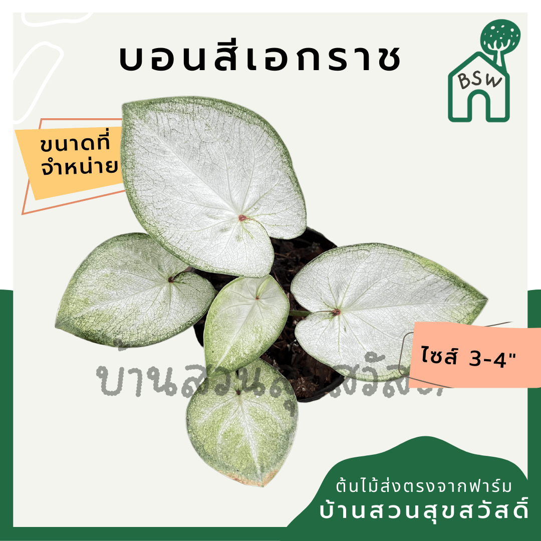 บอนสีเอกราช (Caladium) ไม้มงคลในกระถางพร้อมตั้ง - Pamathegardener