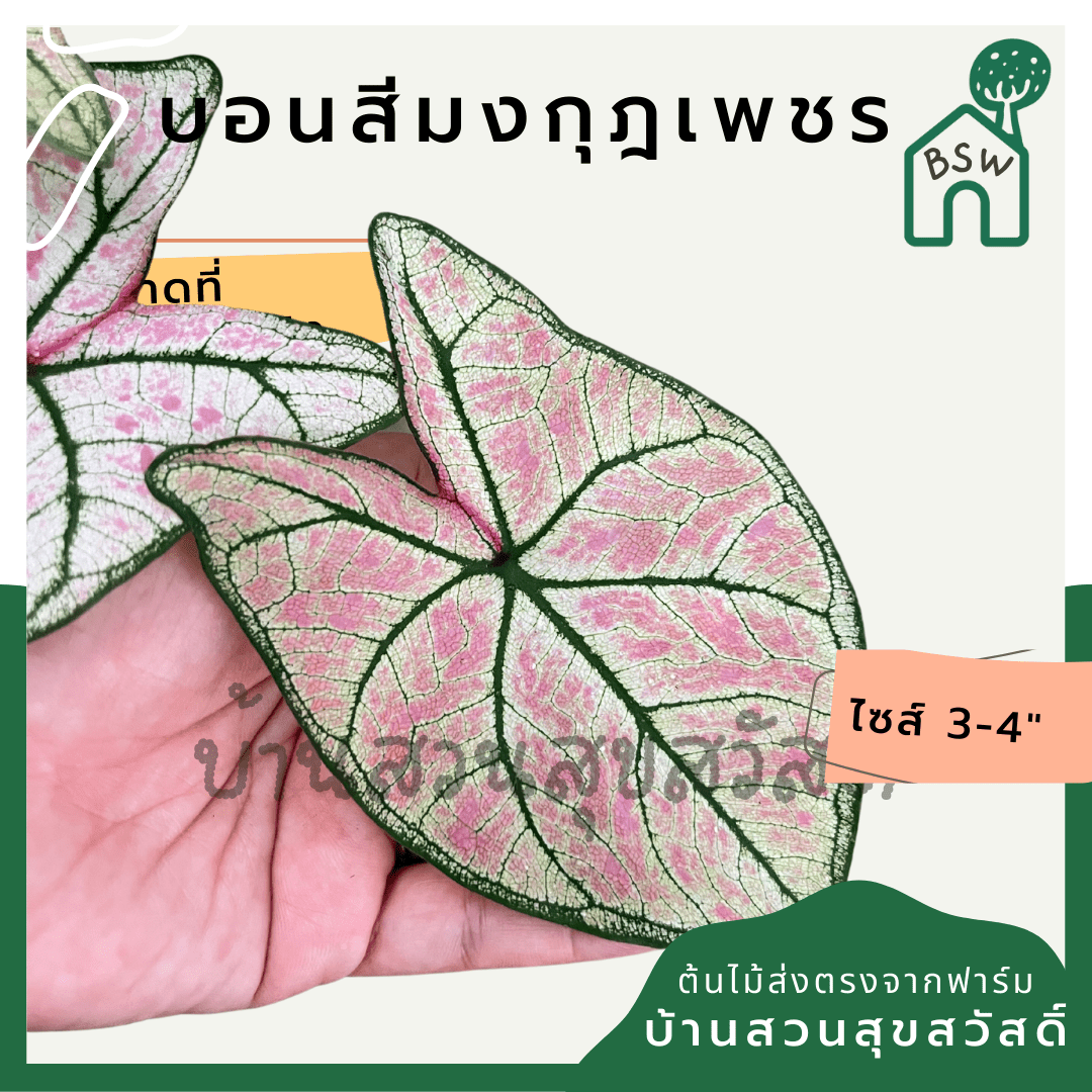 บอนสีมงกุฎเพชร (Caladium) ไม้มงคลในกระถางพร้อมตั้ง - Pamathegardener
