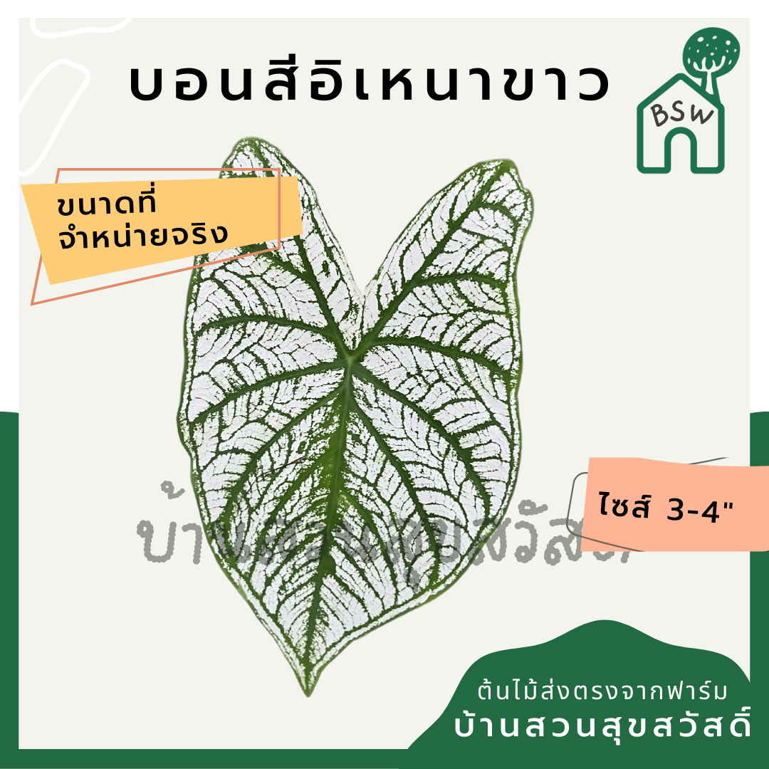 บอนสีอิเหนาขาว (Caladium) ไม้มงคลในกระถางพร้อมตั้ง - Pamathegardener