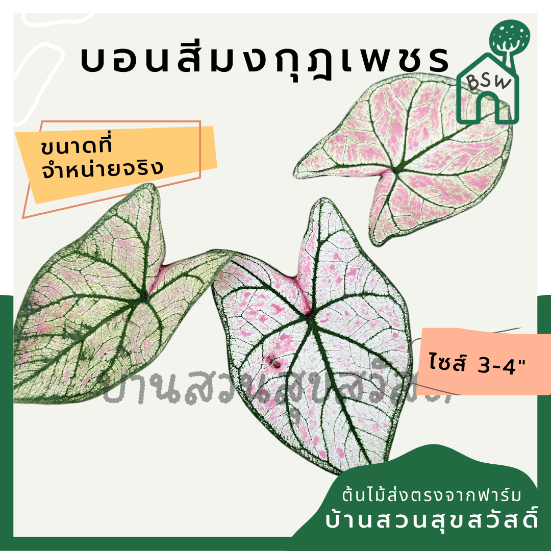 บอนสีมงกุฎเพชร (Caladium) ไม้มงคลในกระถางพร้อมตั้ง - Pamathegardener