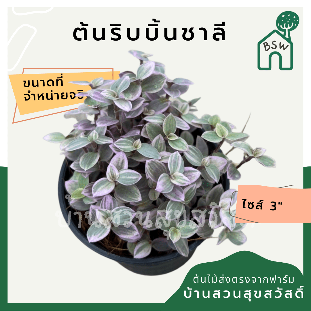 ริบบิ้นชาลี (Callisia Repens) ไม้แขวนในกระถาง 3 นิ้ว - Pamathegardener