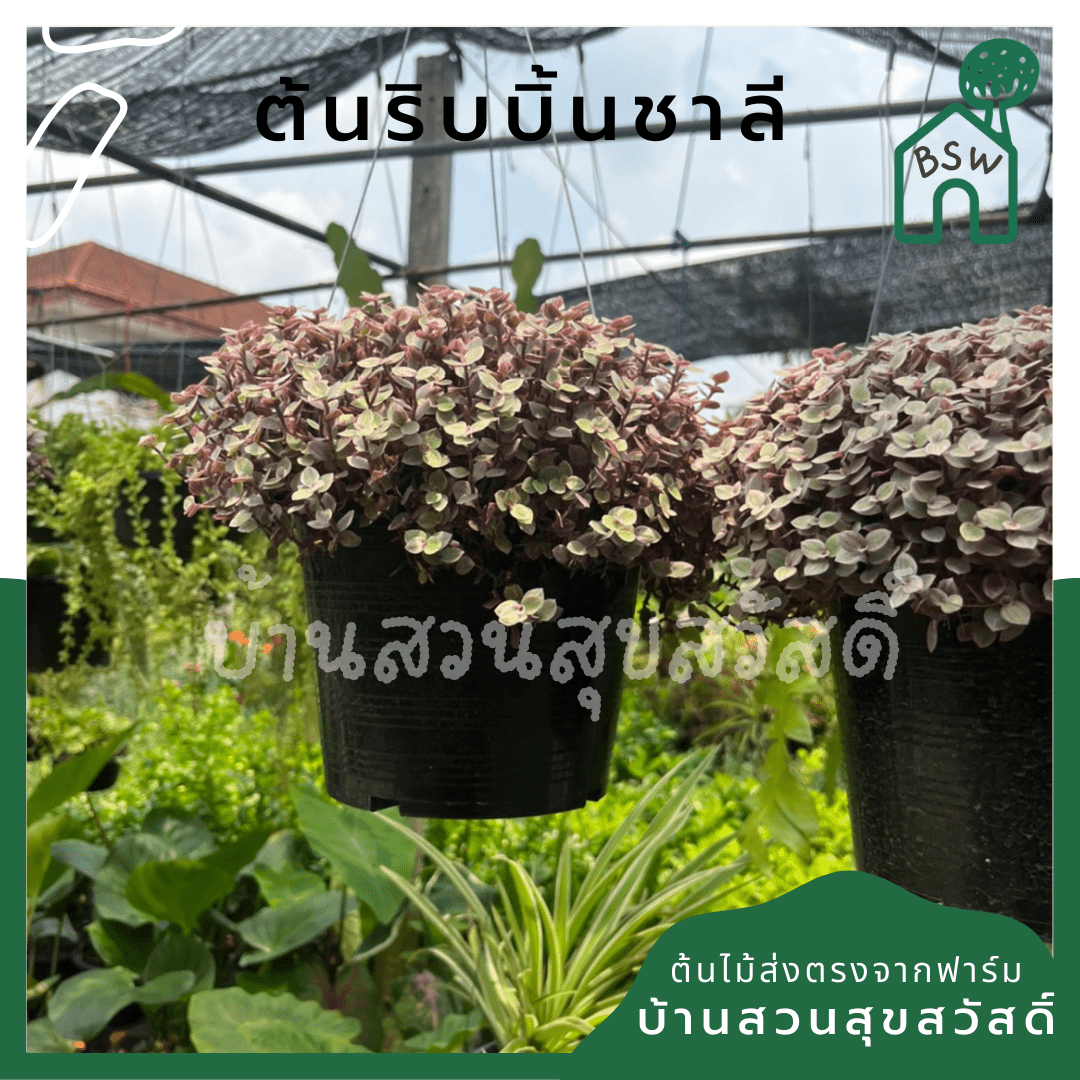 ริบบิ้นชาลี (Callisia Repens) ไม้แขวนในกระถาง 3 นิ้ว - Pamathegardener