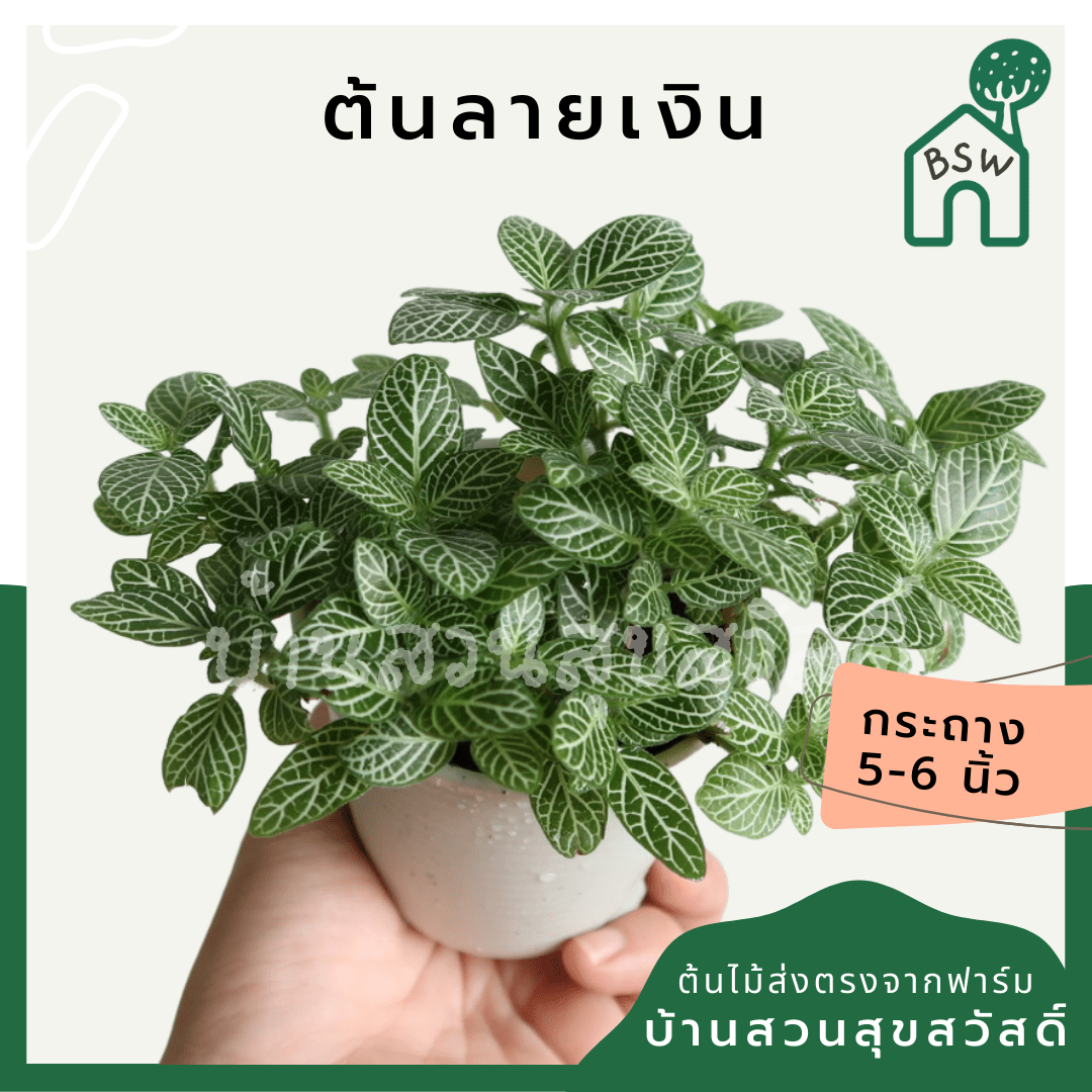 ลายเงิน (Callisia Repens) ไม้มงคลในกระถางพร้อมตั้ง - Pamathegardener