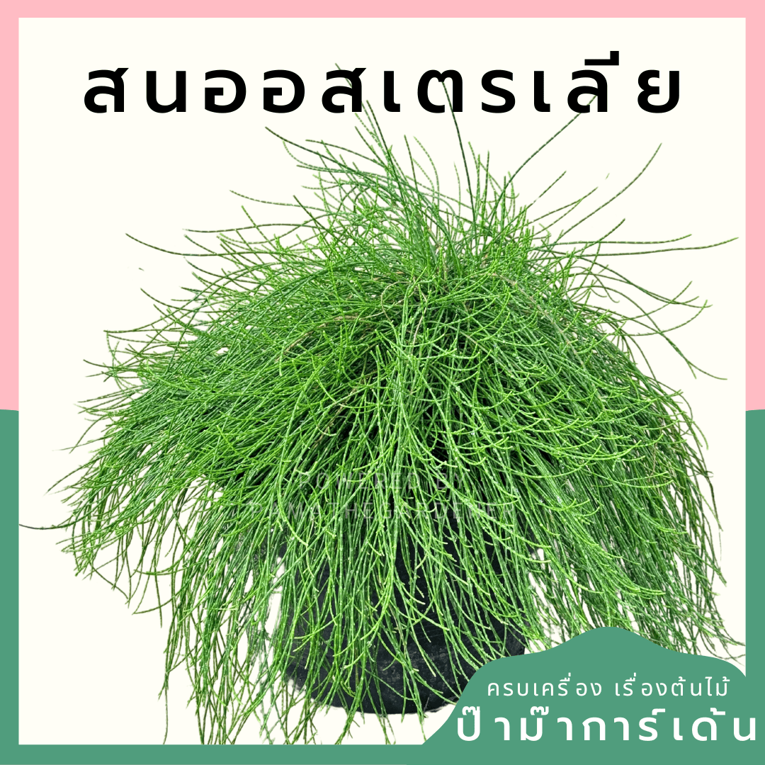 สนออสเตรเลีย Casuarina equisetifolia กระถาง 8 นิ้ว - Pamathegardener
