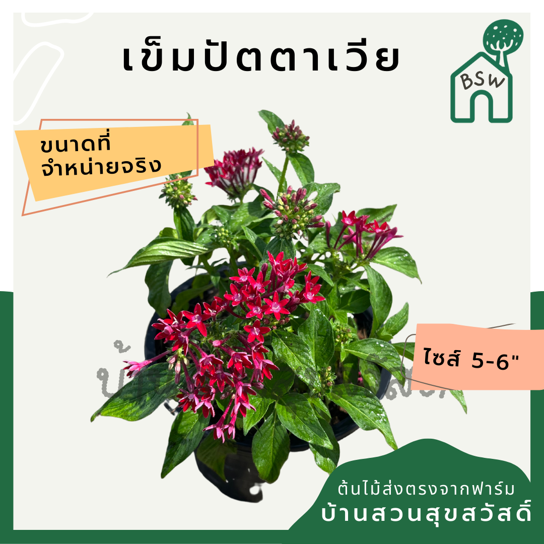 เข็มปัตตาเวีย กระถาง 5-6 นิ้ว เป็นไม้แดด ออกดอกสวย ออกดอกเก่งทั้งปี