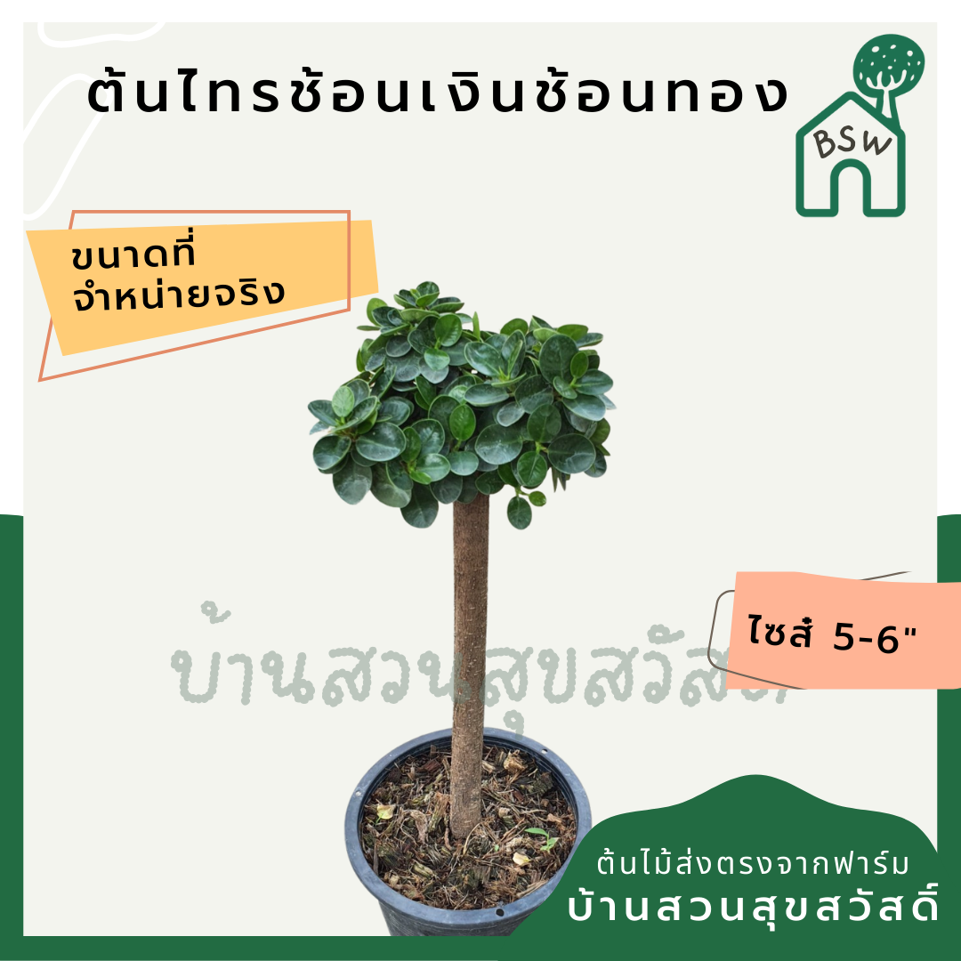 ไทรช้อนเงินช้อนทอง (Ficus Lyrata 'Variegata') ไม้มงคลในกระถางพร้อมตั้ง