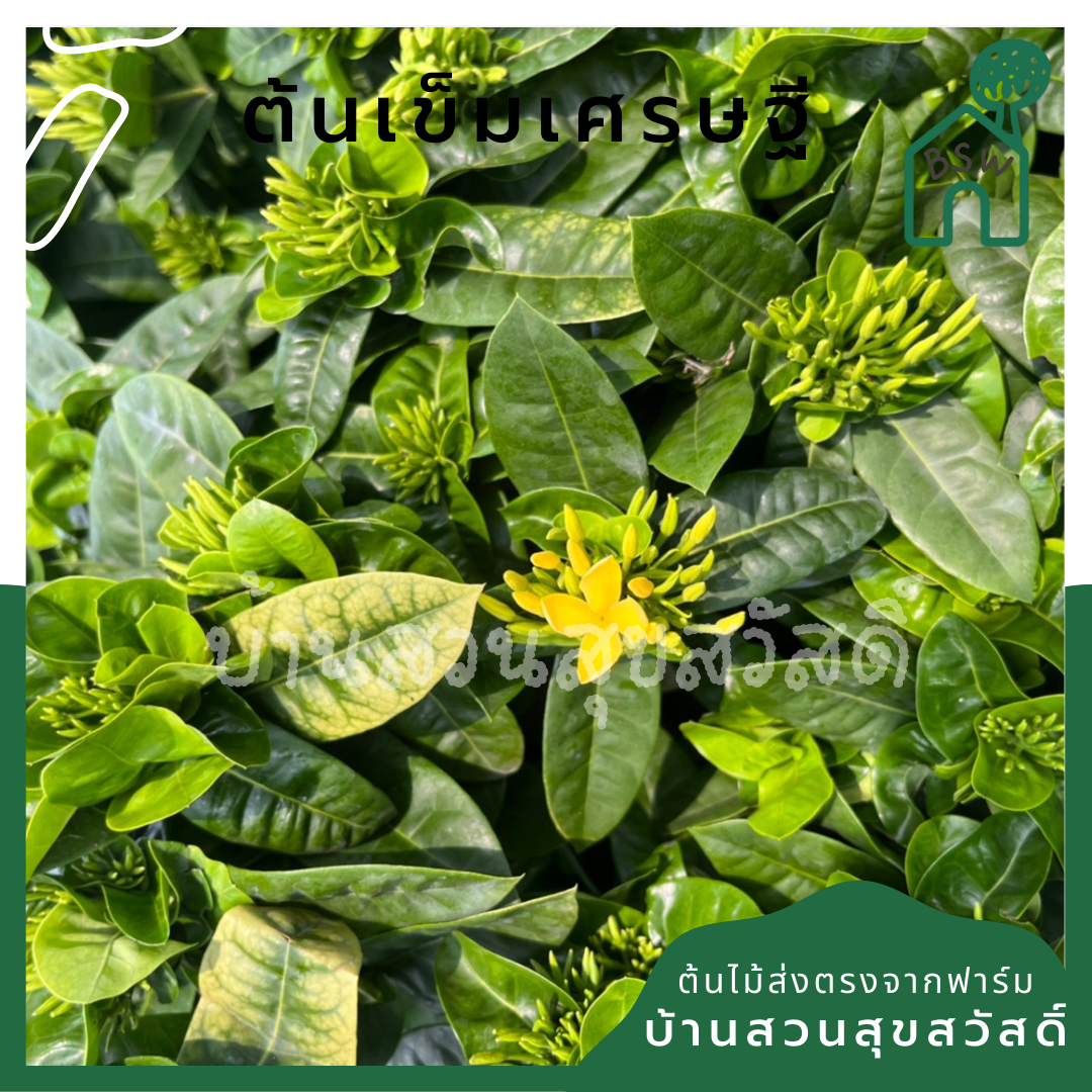 ต้นเข็ม เศรษฐี กระถางใหญ่ 11 นิ้ว พุ่มสูง ดอกมี 2 สี เข็มใบใหญ่ๆ