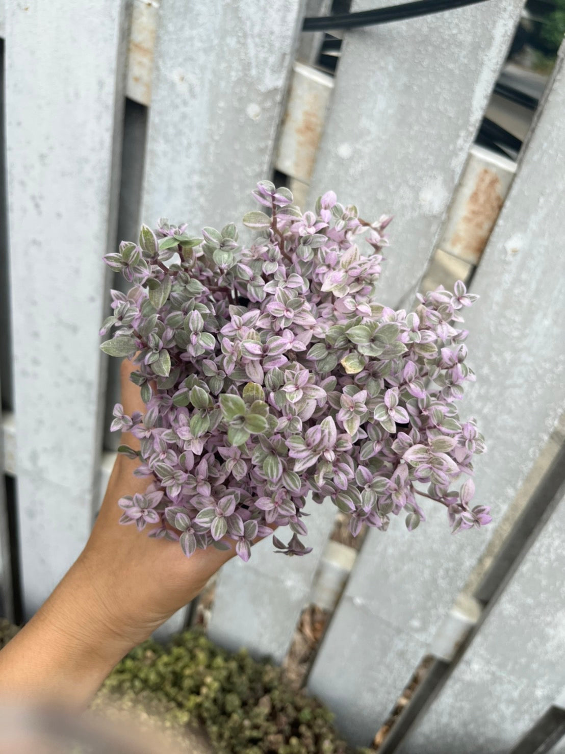 ริบบิ้นชาลี (Callisia Repens) ไม้แขวนสีสดในกระถางทรงเหลี่ยม