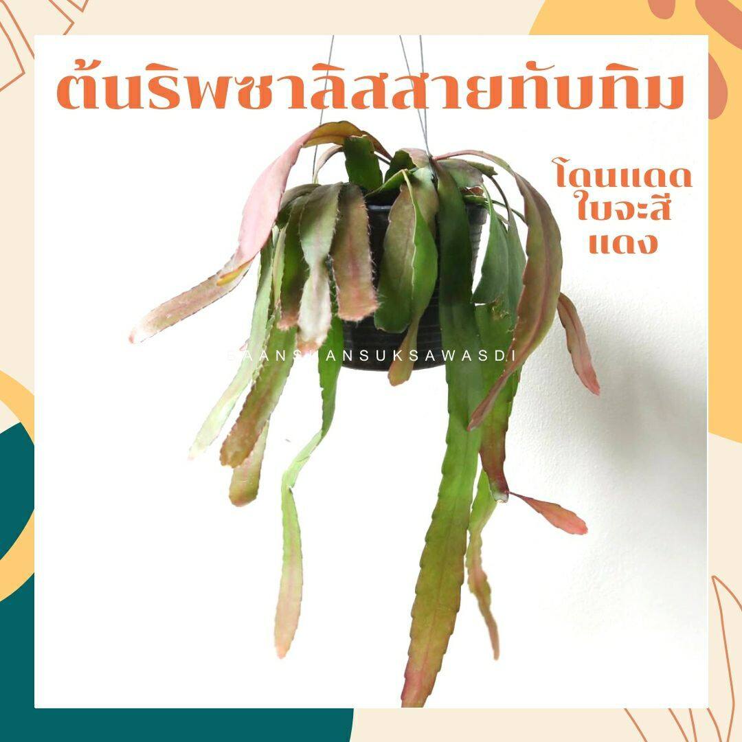 ริพซาลิสสายทับทิม ในกระถาง 4 นิ้ว The Red Rhipsalis