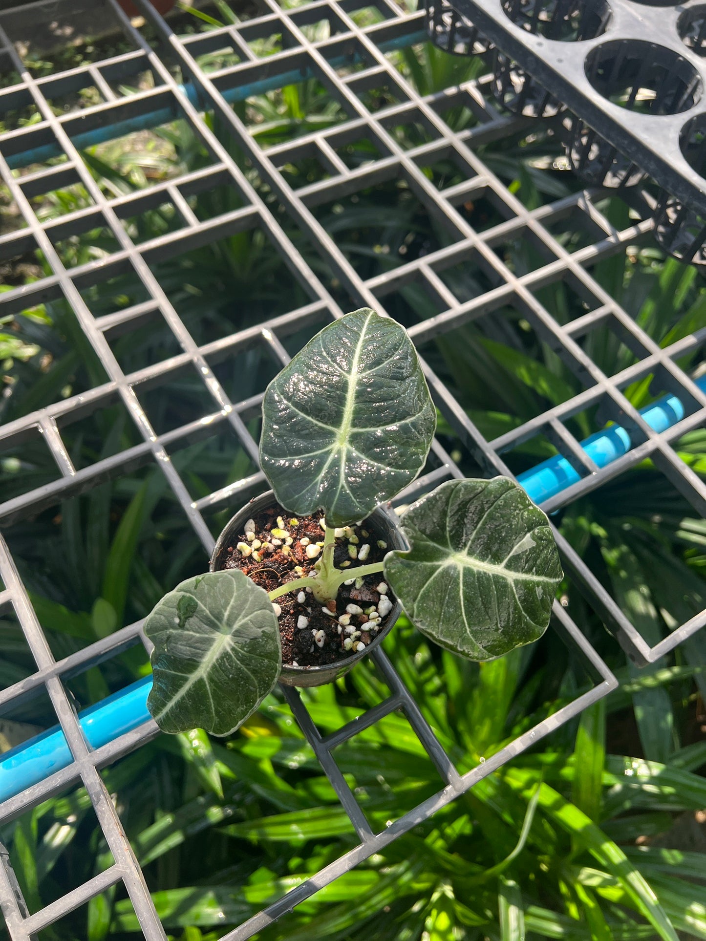 อโลคาเซียแบลคเวลเวท (Alocasia Reginula) ไม้ใบกำมะหยี่ในกระถาง 4 นิ้ว