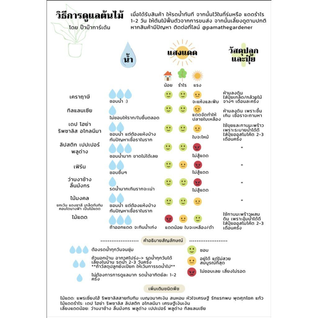 ต้นไม้มงคล ไม้ฟอกอากาศ ต้นใหญ่ รากแน่น ต้นไม้เสริมดวง