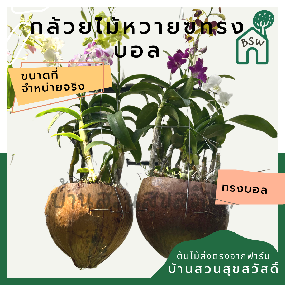 กล้วยไม้หวาย ทรงลูกบอล พร้อมแขวน ต้นใหญ่ เลี้ยงง่าย ออกดอกเก่ง