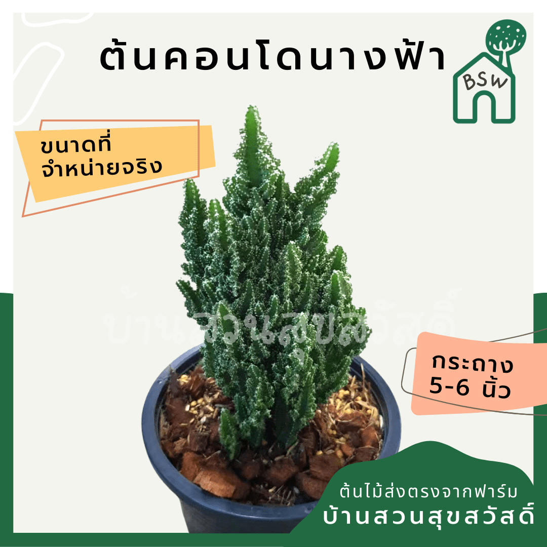 คอนโดนางฟ้า (Cereus Peruvianus) กระบองเพชรทรงสวย - Pamathegardener